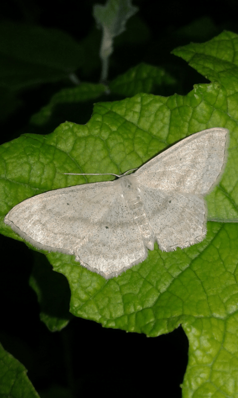 Scopula nigropunctata (Geometridae)?